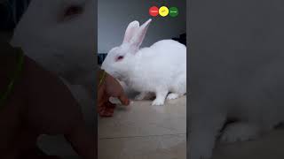 Cutest bunny video on internet rabbitfuncorner viral trending shortsviral RabbitFunCorner [upl. by Reiche]