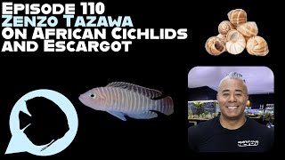 Ep 110  Zenzo Tazawa on African Cichlids and Escargot [upl. by Perretta281]