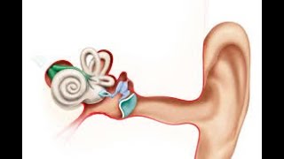 inner ear physiology notes and pnemonics [upl. by Corbie]