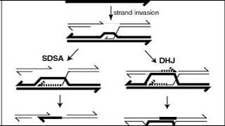 Genetic recombination  Wikipedia audio article [upl. by Helfand]