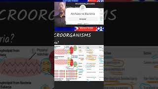 Archaea vs Bacteria [upl. by Houlberg860]