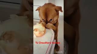 Tu Gali ka Chaudhary hai funny dog viralvideo shortvideo [upl. by Elfont]