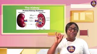 Homeostasis Part 1  ExamPadi  Biology  SS3 [upl. by Hermine69]