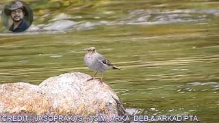 Plumbeous Water Redstart Female Bird Video 2 [upl. by Aenotna]