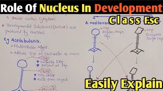 Role Of Nucleus In Development  Acetabularia  Chapter Growth And Development  Class 12 Biology [upl. by Buff]