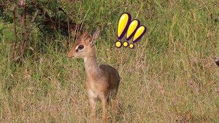 Dik Dik alarm calls after seeing a nearby leopard [upl. by Ahsinal984]