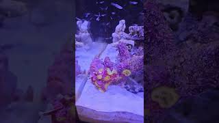 Feeding the Frogfish 2 saltwateraquarium saltwaterfishtank frogfish aquariumfish aquarium fish [upl. by Edelson]