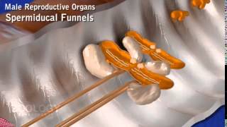 Biology Animation  Earthworm Reproductive System [upl. by Hairej]