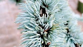 SHORT Blue Atlas Cedar Hardiness [upl. by Ataliah168]