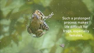 AMPLEXUS FROGS Frogs [upl. by Valery]