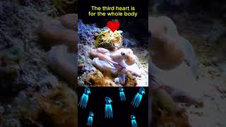 Octopuses Have THREE HEARTS🐙🐙🌊animals animalfacts shorts [upl. by Gnahc]