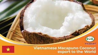 Vicosap  Vietnamese Macapuno Coconut export to the World  Engsub [upl. by Irama749]