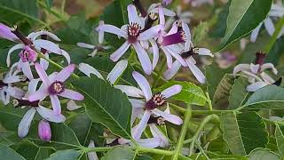 עץ אזדרכת פורח Melia azedarach with flowers [upl. by Nessim]