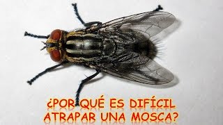 ¿POR QUÉ ES DIFÍCIL ATRAPAR UNA MOSCA  CurioCiencia [upl. by Terris]