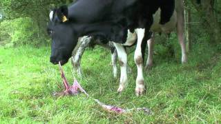 Cow eating Afterbirth  Placenta Placentophagy [upl. by Garwin478]