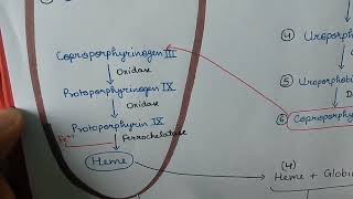 Hemoglobin synthesis  Biochemistry  handwritten notes [upl. by Dobson]