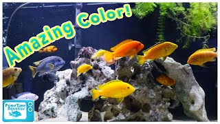 How to Set Up an Mbuna Cichlid Tank [upl. by Bertram]