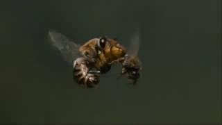 Queen and Honey Bees Wedding Flight [upl. by Bourke515]