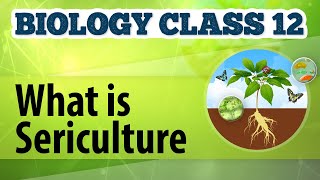 What Is Sericulture  Animal Husbandry  Biology Class 12 [upl. by Nora]