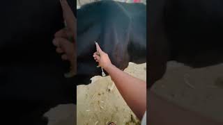 Progesterone injection vetdrafaqrana animal cow veterinaryclinic cow cow livestockfarm [upl. by Esirehs]