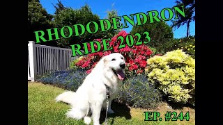 The Frank Files 2023 RHODODENDRON RIDE franksmiles therapydog greatpyrenees sidecar [upl. by Yrnehnhoj31]