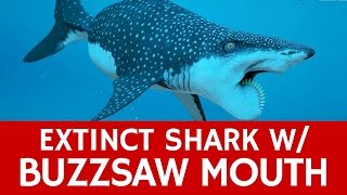 Prehistoric Shark Monster with Buzzsaw Mouth – Shocking Facts about Helicoprion [upl. by Ardnuaet]