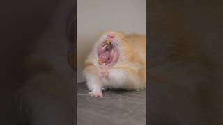 Hamster Yawning Compilation ￼shorts pets hamster fyp [upl. by Jehu334]