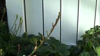 Trap Plant for Aphids  Gaura [upl. by Yrrol]