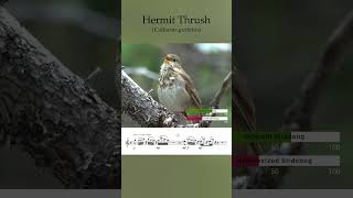 Birdsong To Synthesizer bird classicalmusic birds nature birdslover birdsounds [upl. by Ellinnet]