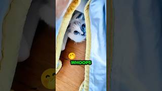 The Best Spot to Hide for a Cat shorts cat funny [upl. by Rutherford]