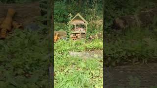 Wildlife pond Manor Farm england farm wildlifepond wildlifegarden [upl. by Elletnuahc765]