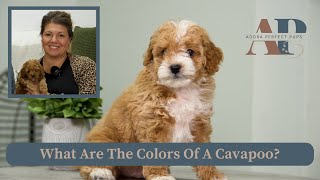 What Are The Colors Of A Cavapoo [upl. by Vaas]