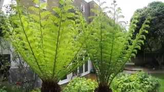 Tree Fern  Dicksonia Antarctica  cutting back old fronds [upl. by Jacki]