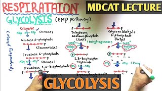 Glycolysis Cycle  NMDCAT 2021 [upl. by Dimond]