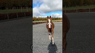 Only this 🤘🏼💃🕺 equestrian horse horses pony pferde cheval hest trending funny dance [upl. by Tiffanle630]