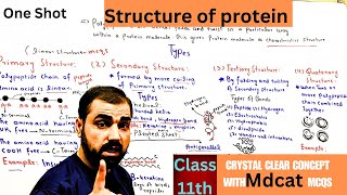 Structure of protein  primary  secondary  tertiary  Quaternary  class 11th  in Urdu  Hindi [upl. by Thedrick]