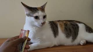 Calico guest cat Whiskeys 1st stay compiled moments kittuandlilysworld catvideos calicocat [upl. by Cirdek773]