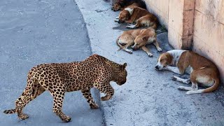 Ataques de leopardos a perros capturados en cámara [upl. by Allekram490]