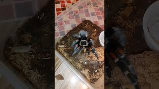 tarantula spider Brachypelma auratum [upl. by Cayser]