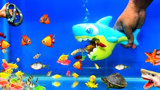 Little Fishes Shark Fish Cute Pets Sea Animal Toy Snake Turtle Crap Parrot Fish Cute Animal [upl. by Yorztif]