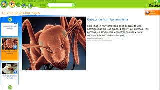 🐾🐾 Mi primera encarta 2009 Animales Parte 5 🐾🐾 [upl. by Carlick]