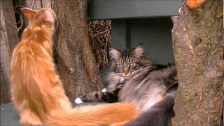 Catio  Maine Coon fun [upl. by Netnilc]