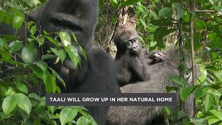 Taali The WildBorn Baby Gorillas First Birthday [upl. by Aniara148]