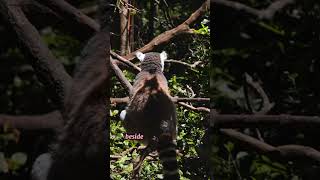 Madagascars BEST Kept Secret Tsingy de Bemaraha National Park [upl. by Anayeek]