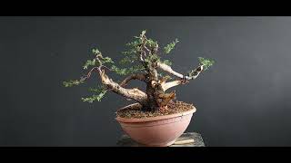 Bonsai Cupressus 3 Stage 1 How to make Bonsai [upl. by Tiras]