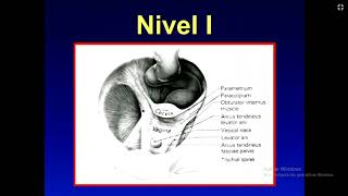 04 Anatomía Funcional II CIPP HNAL 180924 [upl. by Mylander]