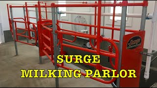 Surge Milking Parlor Installed and Milking First Time Building Dairy Barn 16 [upl. by Anastase272]