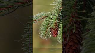 the smallest bird in the world natgeo wildlife birds [upl. by Guido]