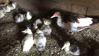 Muscovy Ducklings growth  29 to 35 days old [upl. by Hobbs423]