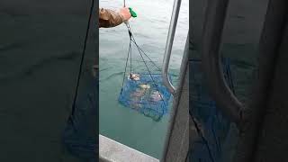 crabbing dungeness crab newport oregon saltwater catch keeper bay water pnw seafood [upl. by Kynthia]